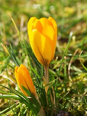 Crocus