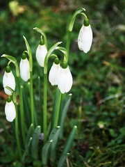 Perces neige