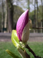 Un bouton de magnolia