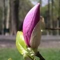 Un bouton de magnolia
