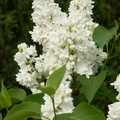  Lilas blanc