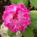  Rhododendron rose 