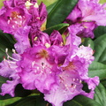 Rhododendron violet 