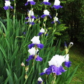 petit massif d'iris