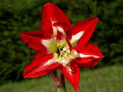 Une amaryllis