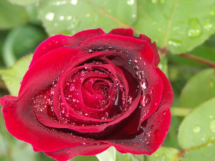 Une rose après la pluie