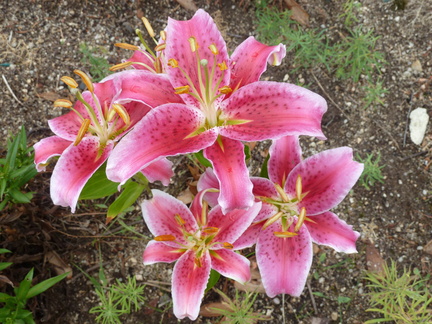  Un bouquet de lys dans notre jardin