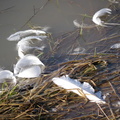 Plumes de cygne