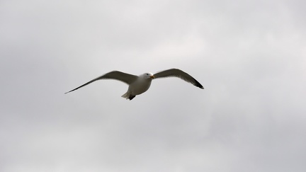 Mouette