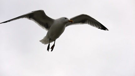 Mouette