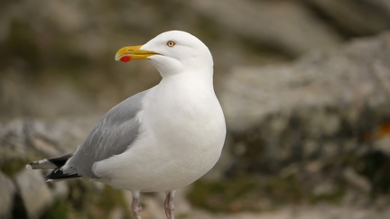 Mouette