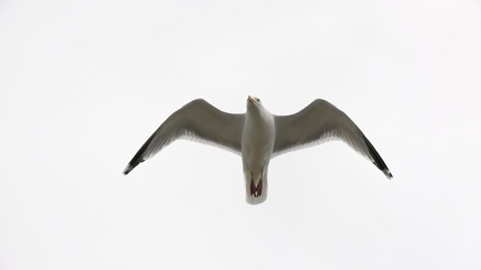 Mouette