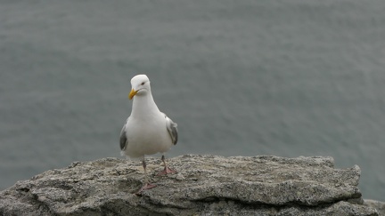 Mouette