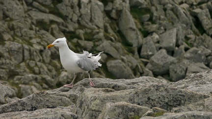 Mouette