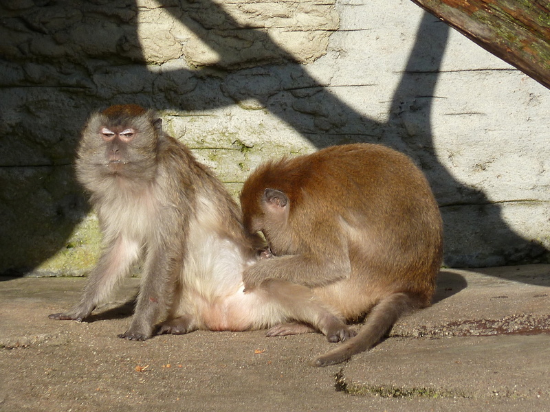 P1060849 Des macaques de Java s'épouillent.JPG