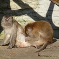 P1060849 Des macaques de Java s'épouillent.JPG