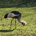 P1060850 une grue couronnée à la pépinière.JPG