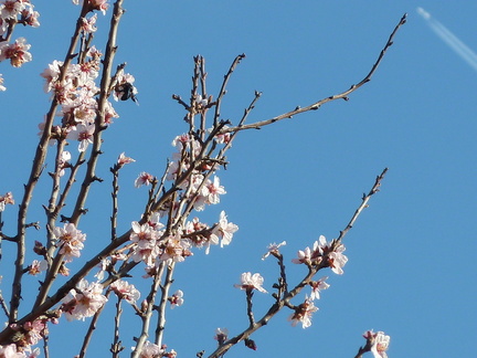 Un peu partout en France le printemps arrive...  des fleurs d'amandier à Aureille