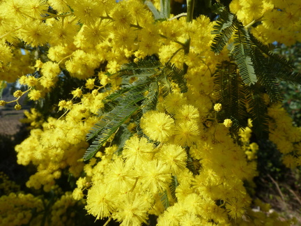 Un peu partout en France le printemps arrive...  du mimosa à La Cadière