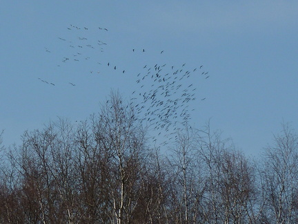 Un peu partout en France le printemps arrive...  des milliers de grues dans le ciel de Saint Florent