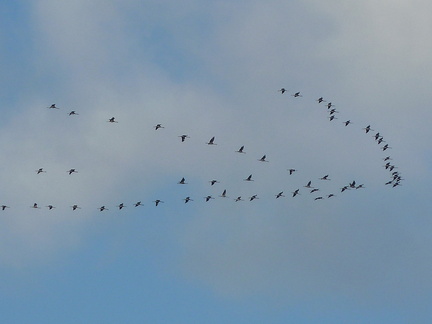 Un peu partout en France le printemps arrive... dans le ciel se Saint Florent, le V d' un superbe vol de grues
