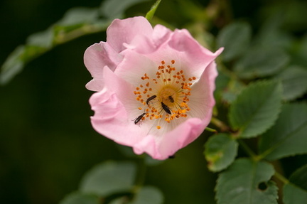 Fleur d'aubépine habitée