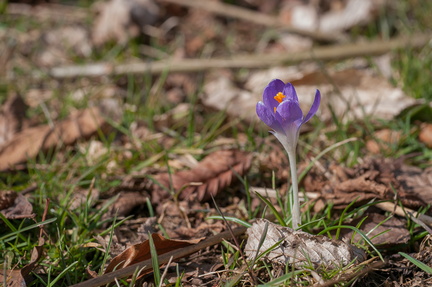 Premiers crocus en Lorraine