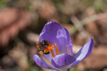 Premiers crocus en Lorraine