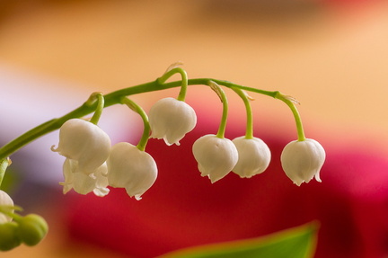 Muguet