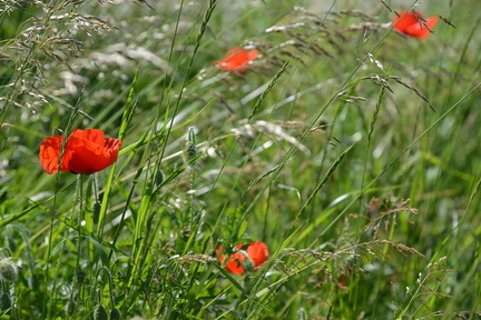 Le printemps est bien là... enfin !