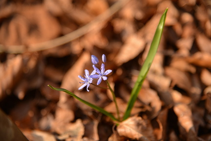 Annonce du printemps