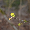 Annonce du printemps