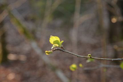 Annonce du printemps