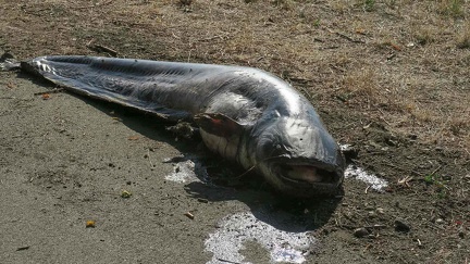 Un silure péché dans le canal de la Marne au Rhin