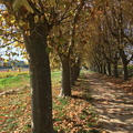 L'automne à la Cadière