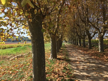 L'automne à la Cadière