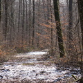 Forêt de Haye
