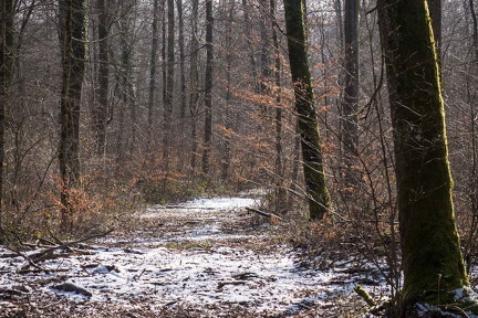 Forêt de Haye