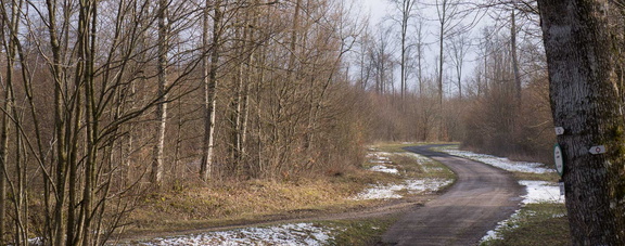 Forêt de Haye