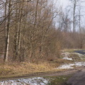Forêt de Haye
