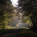 La forêt de Montargis est magnifique cet automne