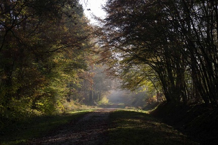 La forêt de Montargis est magnifique cet automne