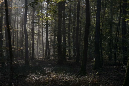 La forêt de Montargis