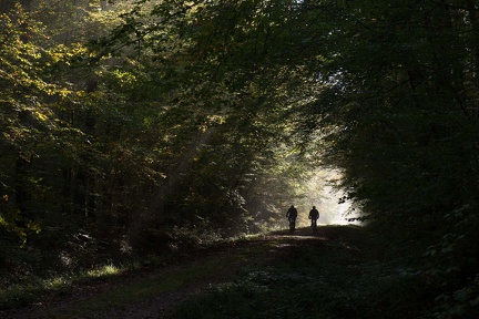 Deux VTT dans la forêt de Montargis