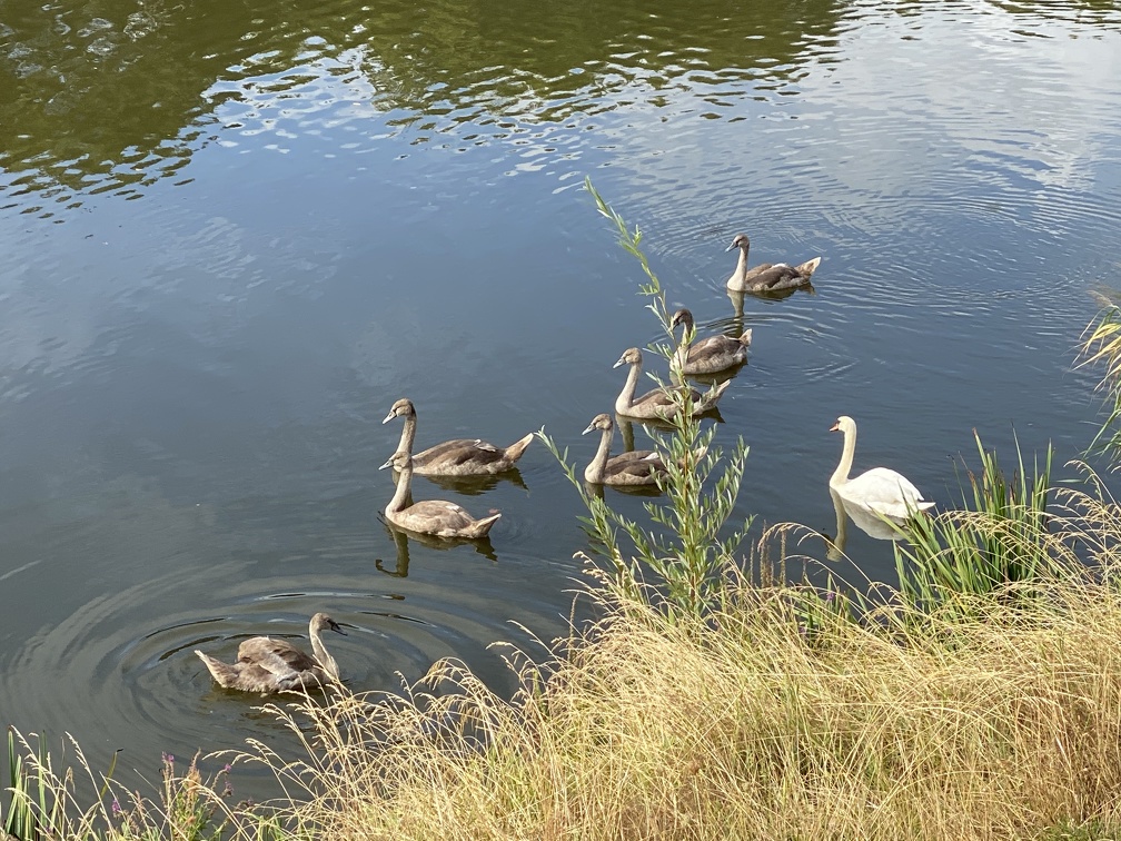 Crèche de cygnes 