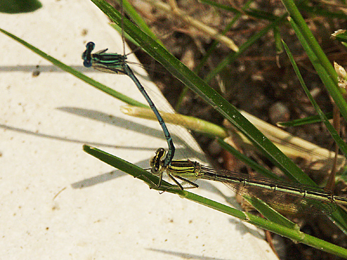 2 libellules (mâle et femelle) en pleine fornication